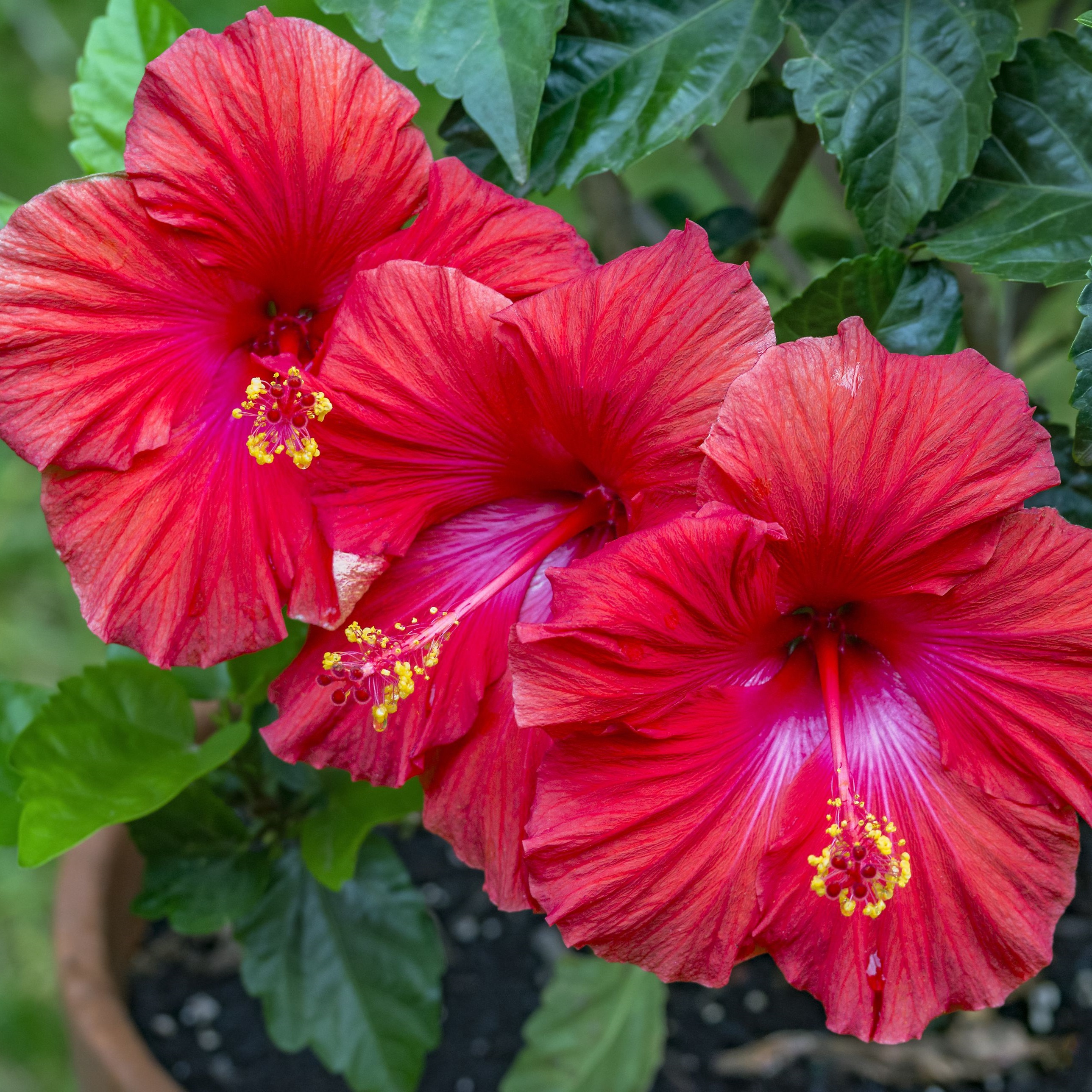 Hibiscus