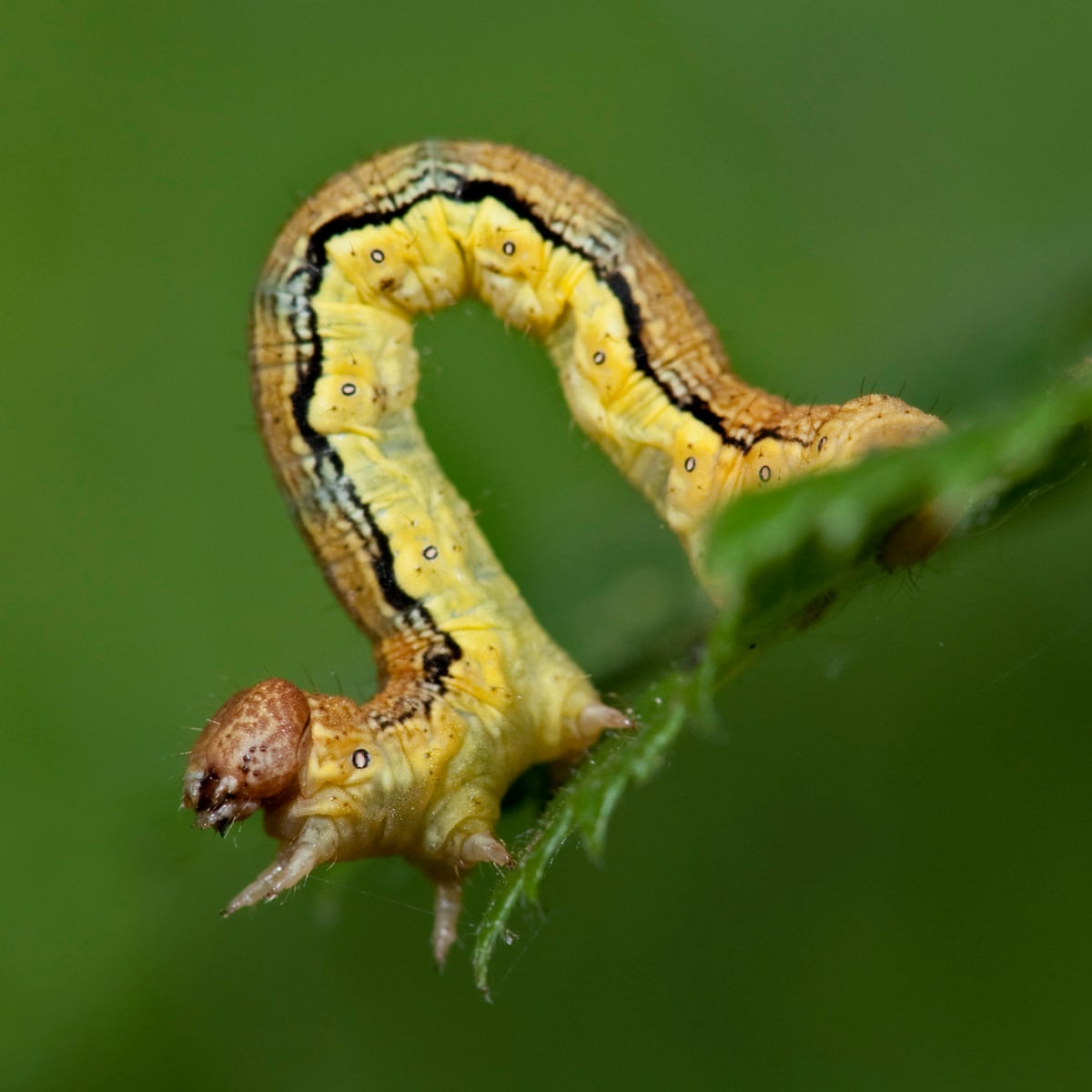 Caterpillar