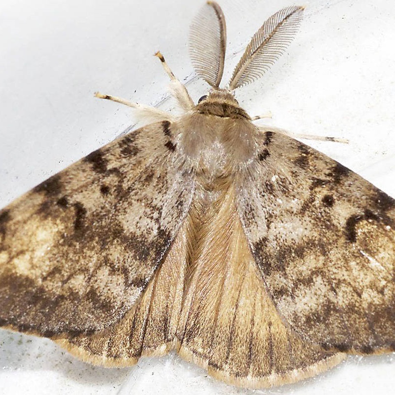 Moth